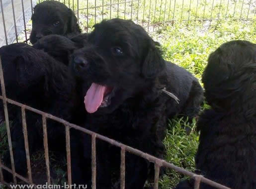 Puppies and green grass
